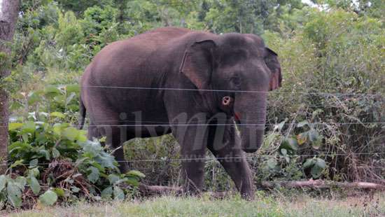 In search of food