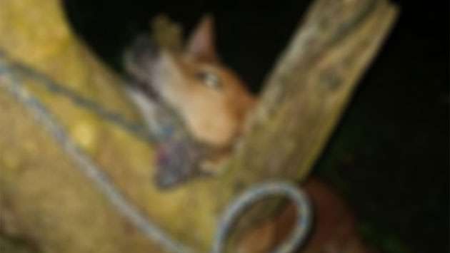 Woman arrested over social media post on hanging of dog
