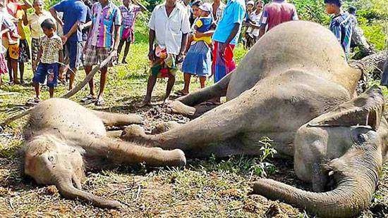79 out of 399 elephants died due to shooting incidents this year