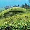 Colombo Tea Auction offering drops to 4.9 MnKgs this week