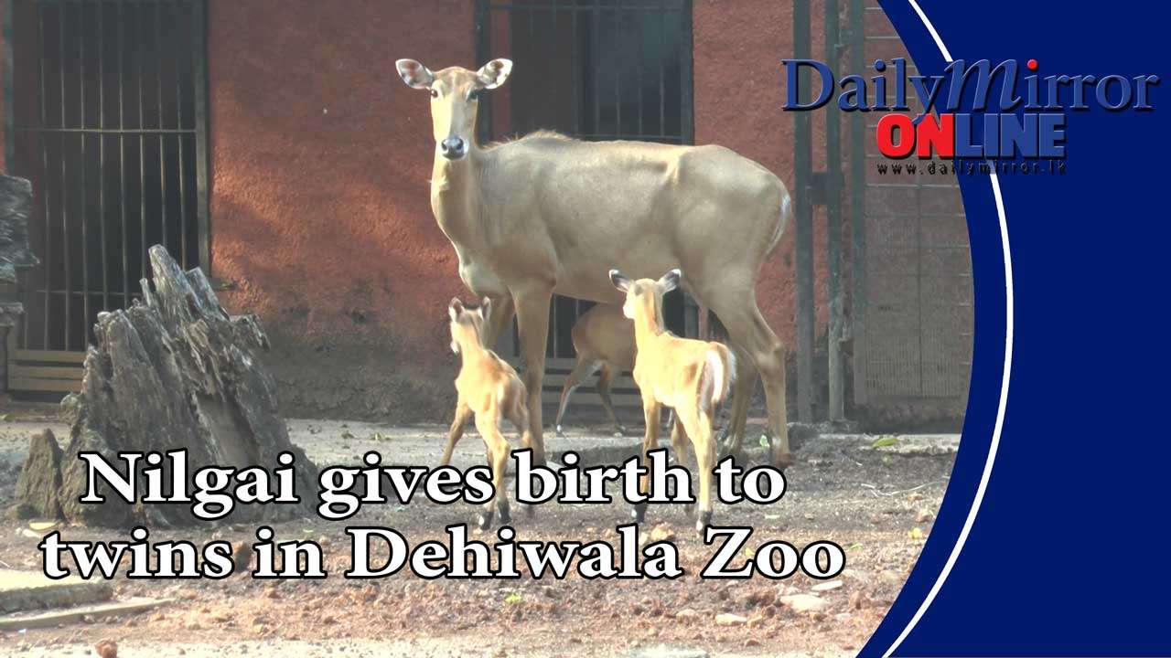 Nilgai gives birth to  twins in Dehiwala Zoo