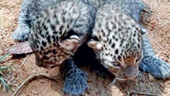 Leopard cubs saved by Wildlife conservators