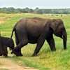 Govt plans to clear major elephant corridors in Anuradhapura