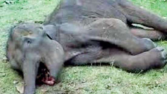 Human-Elephant conflicts Alarming rate of wild elephant deaths