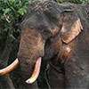Special military team deployed to search for Agbo elephant
