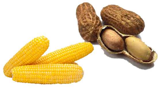Corn, peanut imports to suspend from Jan.15