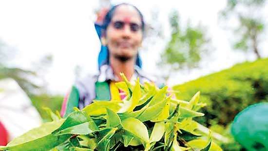 Colombo Tea Auction sees highest offering since Jan. this week