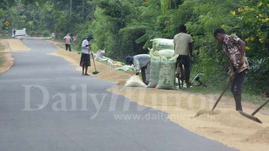 Paddy drying