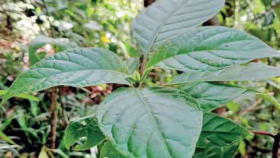 Cinchona plant considered extinct found in Sri Lanka after 150 years