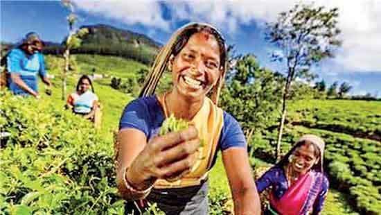 Tea exporters warn of cash crunch if SVAT is scrapped