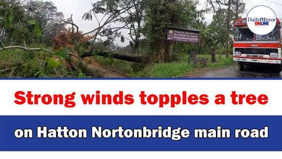 Strong winds topples a treeon Hatton Nortonbridge main road