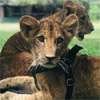 Dehiwala Zoo to announce names of popular lion cubs on July 3