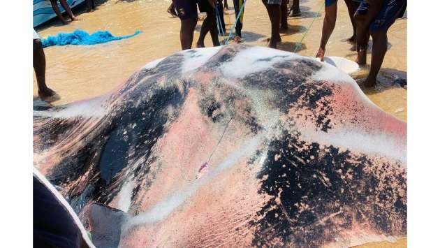 Giant manta ray weighing over 500 kilograms caught in Mannar