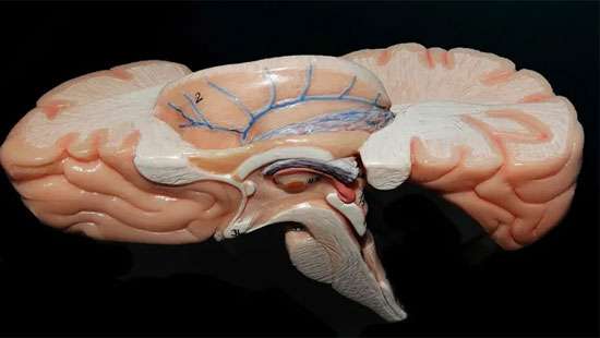 How Indian scientists are mapping the brain’s last frontier