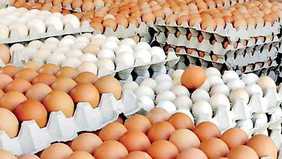 Egg industry threatened by imports, says AIPA