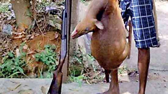 Safety of people and wildlife at stake?