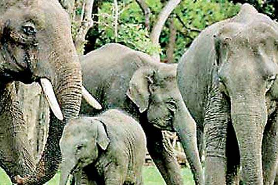 GPS technology to address Human-Elephant conflict