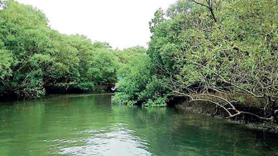 Mangroves Protected: Wedithalathive Nature Reserve Remains Intact