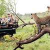 Yala National Park Launches Specialized Information Hub for Sri Lankan Leopard Research