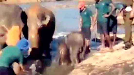 World’s first twin elephants attract tourists in Sri Lanka