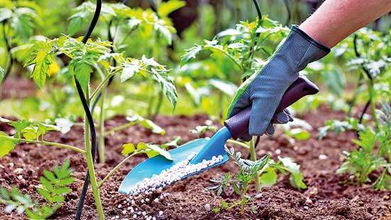 Experts warn: Imported organic fertiliser might be used as biological weapons