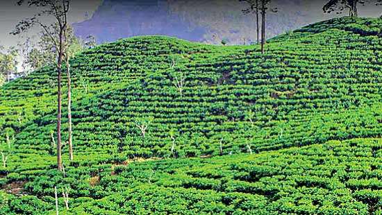 Tea industry will see up to 35% decline in output following Ditwah disaster