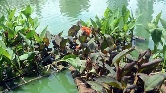 Floating flower beds at Beira Lake...