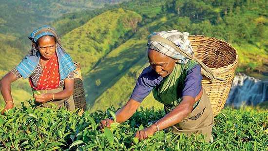 Sri Lanka eyes 340 mn kgs tea output with over Rs. 250 bn export earnings for 2020
