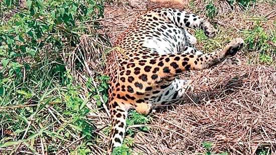 Four leopards  killed  in Nuwara Eliya  alone in 68 days