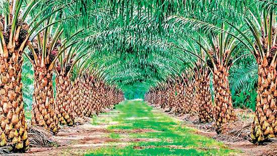 Asian Palm Oil Asso. renews call to SL govt. to reconsider oil palm cultivation ban