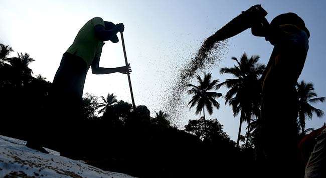 Gathering Paddy harvest...