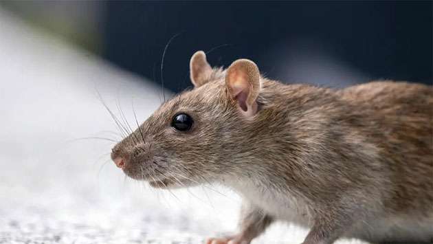 PHIs warn of rat fever risk during New Year festivities