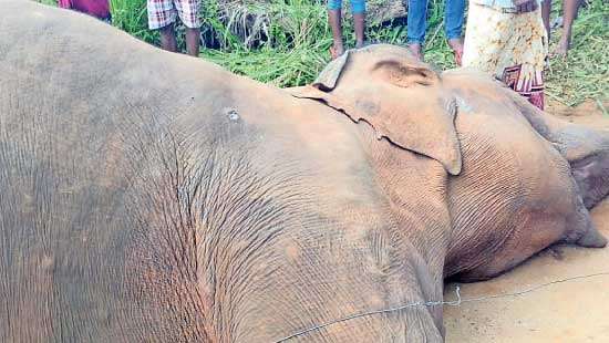 AN ELEPHANT DEAD ON EVERY DAY  Extinction  May Not Be That Far Away!