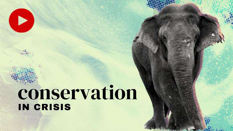 Conservation in crisis