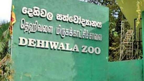 No other animals except for lions COVID infected: Minister