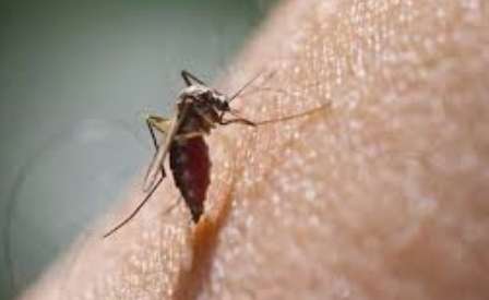 Two fold increase in dengue cases than past year