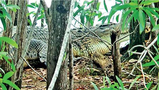 Beware of crocodiles in Colombo’s waterways
