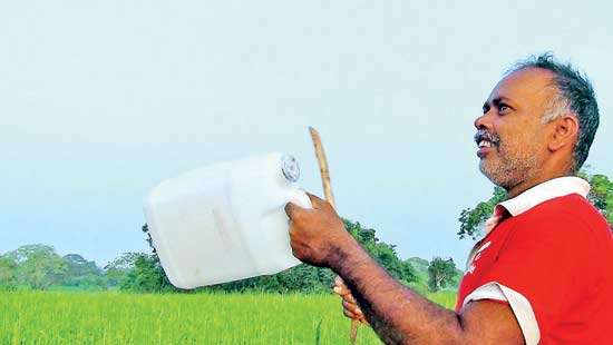 Paddy cultivators in Puttalam  disturbed by large flocks of birds