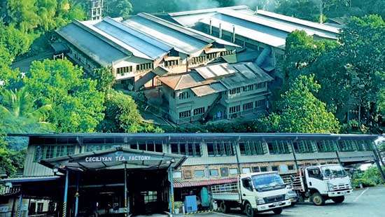 Ceciliyan Tea Factory records massive 3.8mn kg sales in 2023