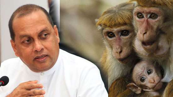 Decision to export monkeys depends on committee decision: Amaraweera