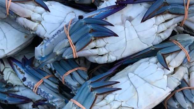 Sri Lanka receives US approval for blue swimming crab exports till 2029