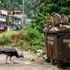 Peacocks, monkeys, deer make their way into urban areas including Colombo