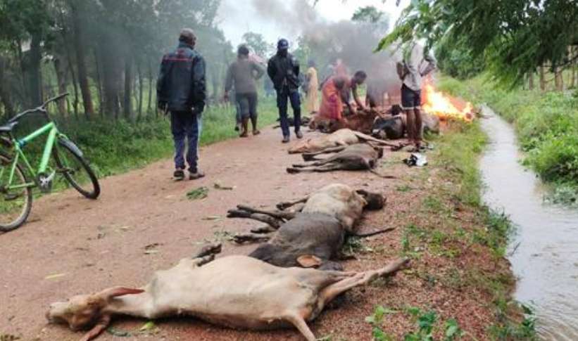 Failure to give basic needs caused cattle death in EP: Governor
