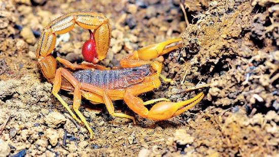 Scorpion venom  for a novel anti-corona virus?