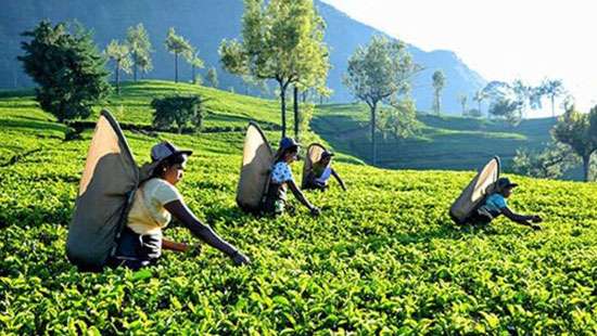 Tea exporters set record straight on export proceeds repatriation and conversion