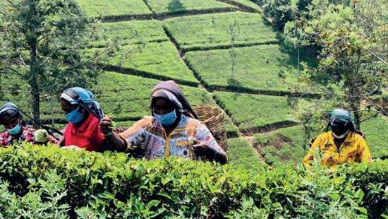 RPCs remain wary of plantation sector outlook despite improved tea prices