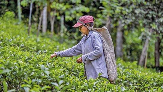 The Great Tea Illusion: How We Lost an Industry and Didn’t Notice