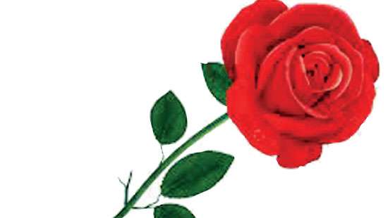 On Valentine’s Day, a fresh red rose costs Rs. 600