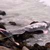 Short-finned pilot whale found ashore near Bambalapitiya; cause unknown