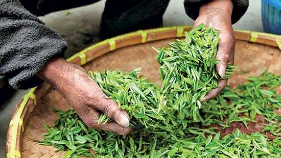 Rupee appreciation affects Colombo Tea Auction negatively